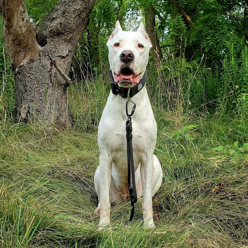 Photo shared by Keiko (KAY-ko) feat. Kiki (🗝🗝) on July 21, 2023 tagging @dogsofcanada, @bullybillows, @valkyrie_dogos, @lover_dogsoargentino, @joyce.dogoargentino, @walter_cool_co, @dogoargentino.ins, @dogoargentino_loverr, @dogoaddicted, @dogoargentino_worldwide, @dogoargentinosaw, @dogoargentinotold, @thlckbabes, @dogoargentinohold, @dogoargentinobegan, @dogoargentino.us, @bestdoggies_ever_canada, @dogoargentino.planet, @ilovedogoargentino, and @dogo.argentinogram.