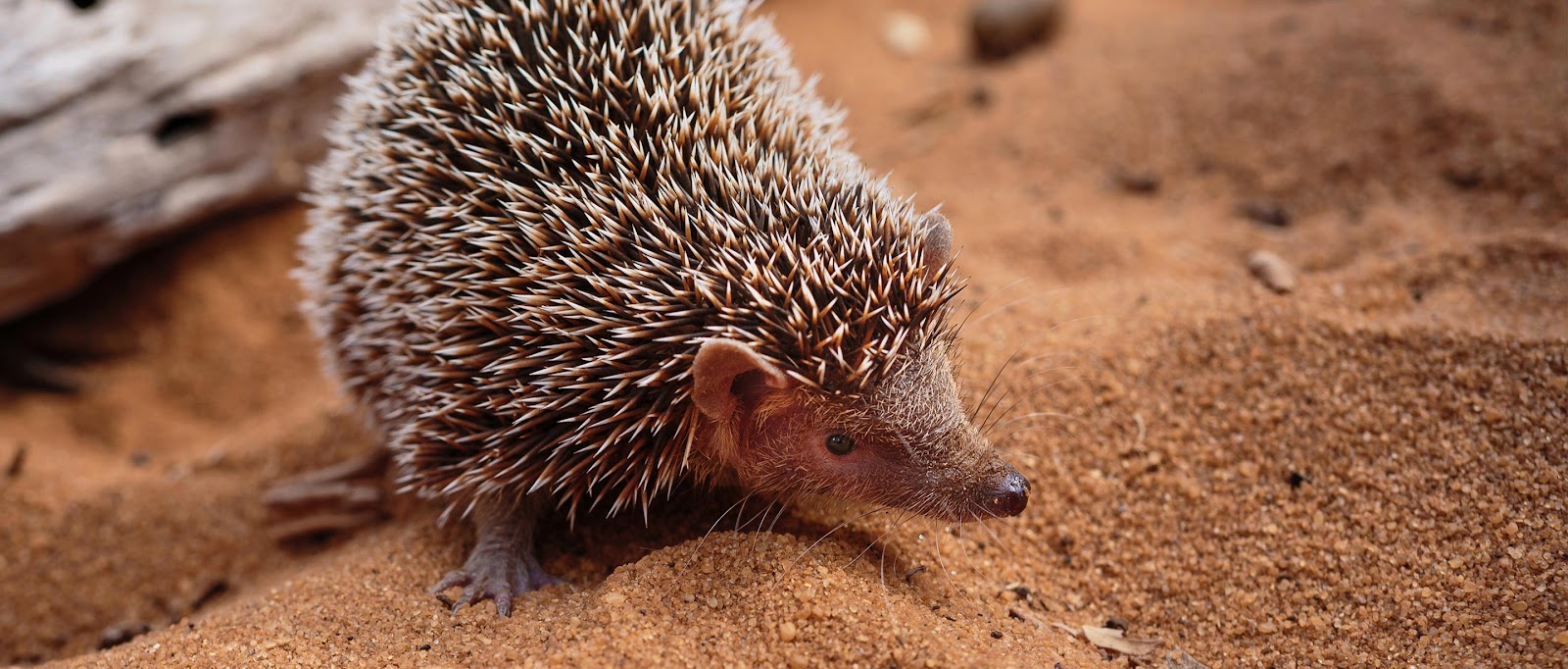 Prickly Porcupines - NWF