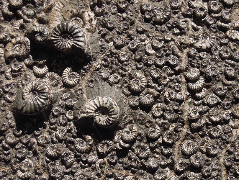Immagine che contiene invertebrato, terreno, roccia, aria aperta

Descrizione generata automaticamente