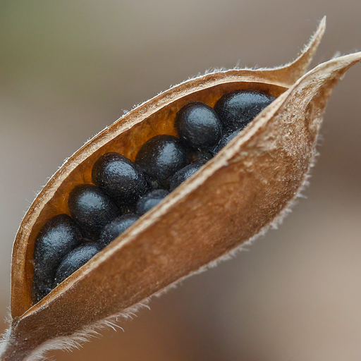 Planting Hepatica: Seeds or Established Plants?