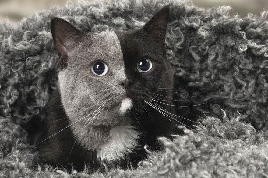 Chú mèo nổi tiếng khắp thế giới nhờ hai màu mặt hiếm có - 5