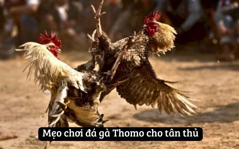 Mẹo chơi đá gà Thomo cho tân thủ