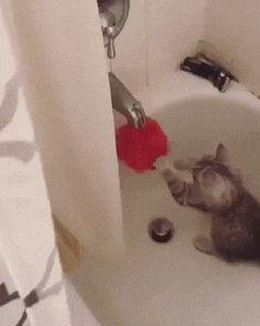 A cat drinking from a red ball in a bathtub

Description automatically generated