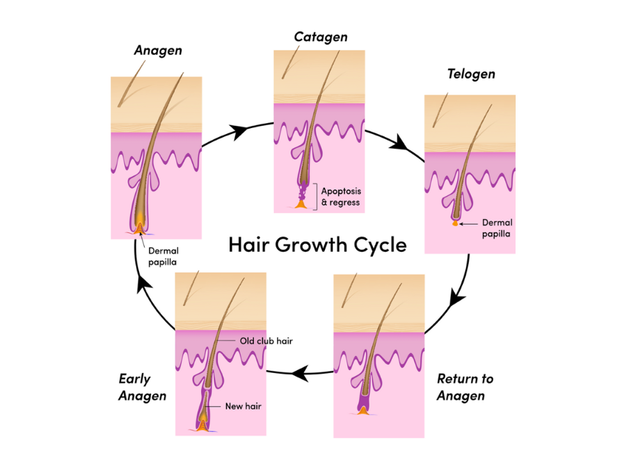 Diagram of hair growth cycle

Description automatically generated