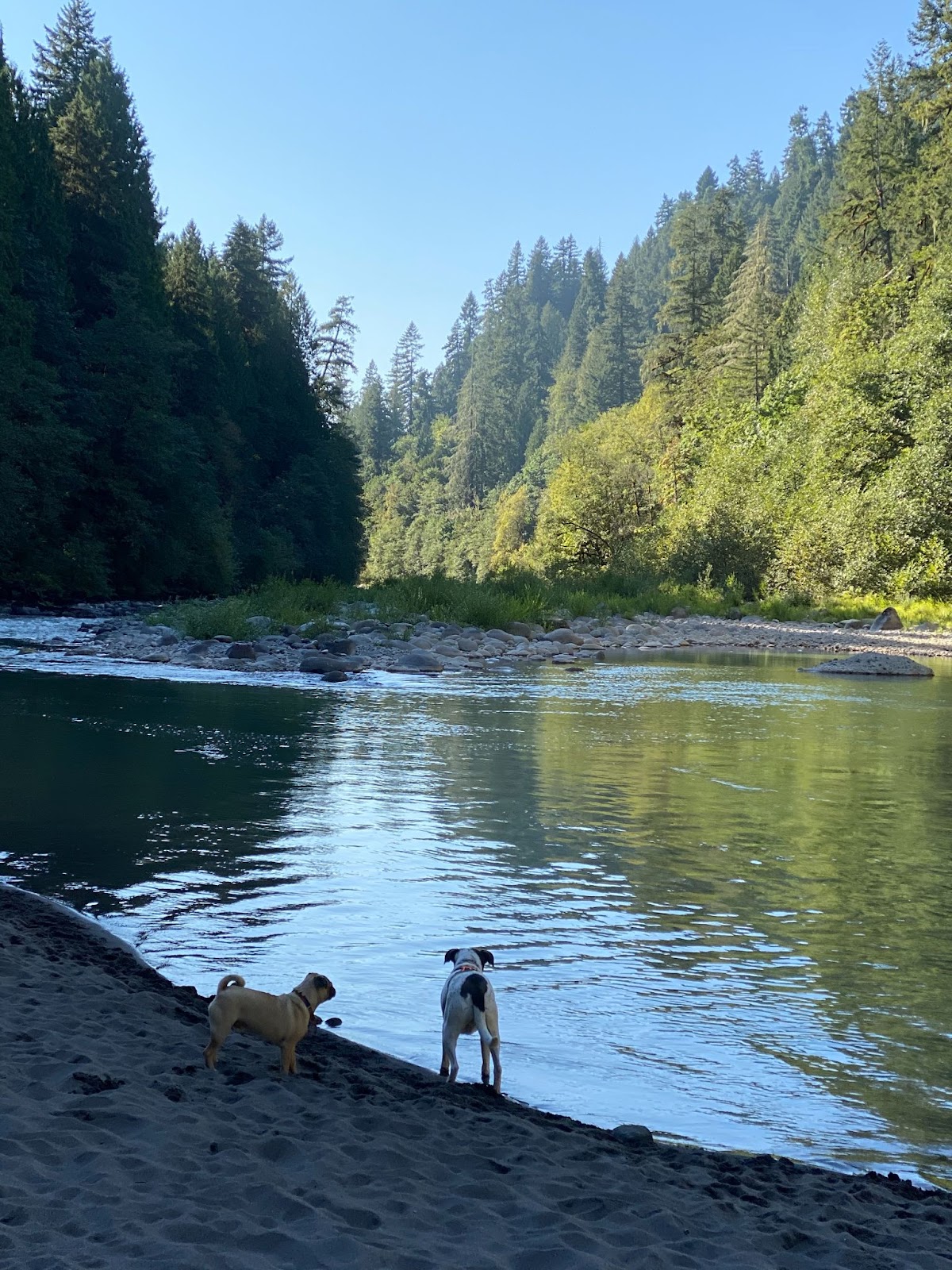 A sunny day with clear skies and two dogs standing on the river bank surrounded by forests
