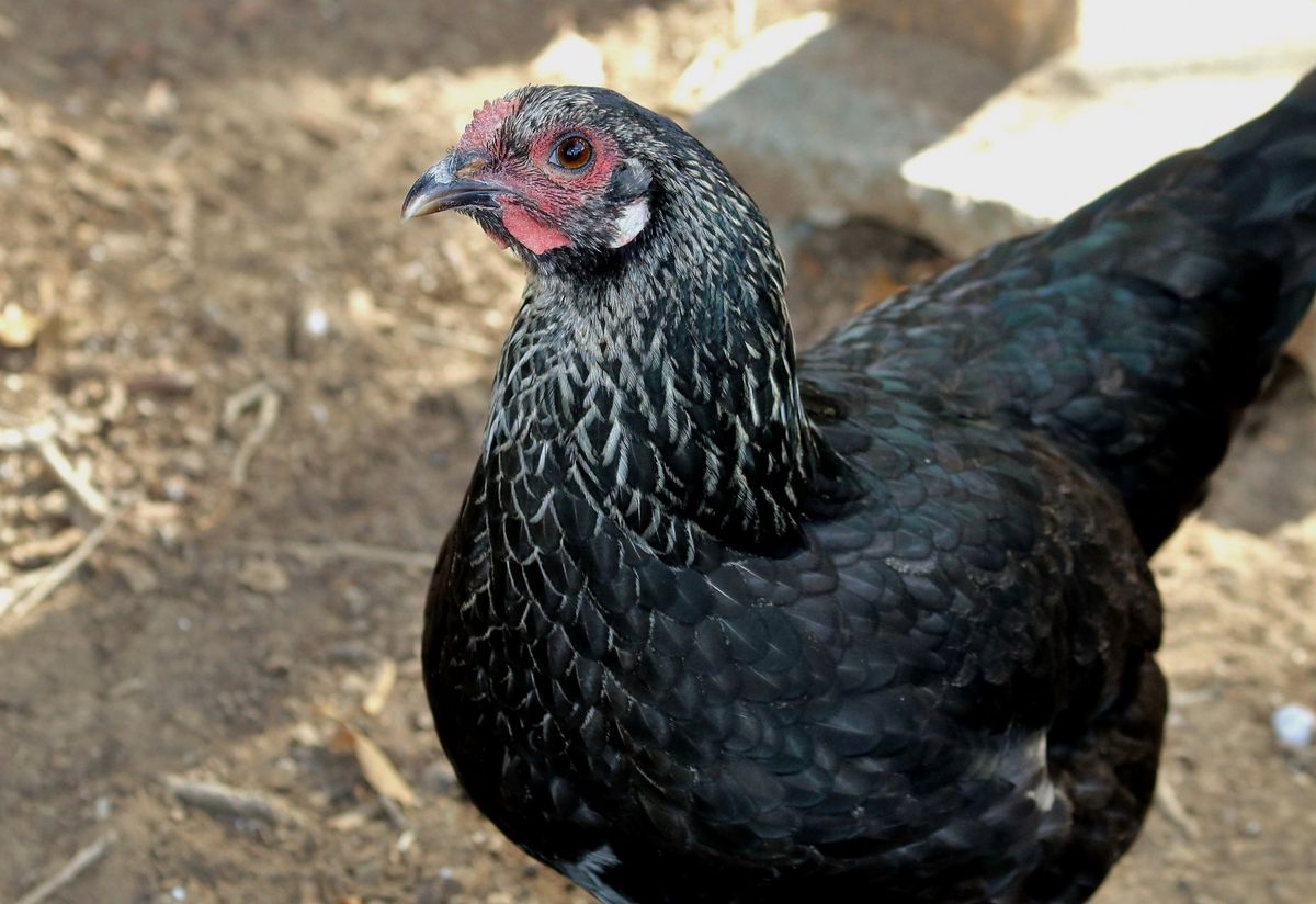 Navigating Conflict and Cleanliness: Dreams of Dirty and Fighting Chickens