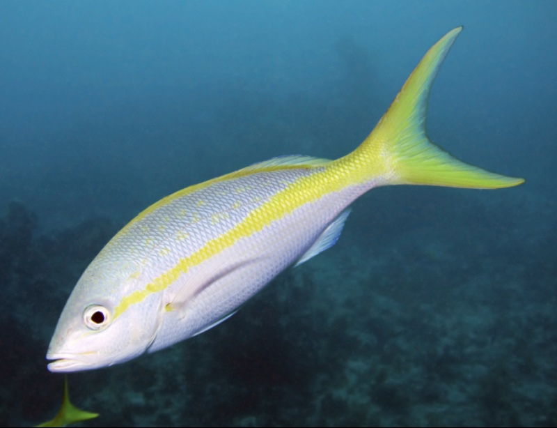 Types of Saltwater Fish - Snapper - Yellowtail Snapper