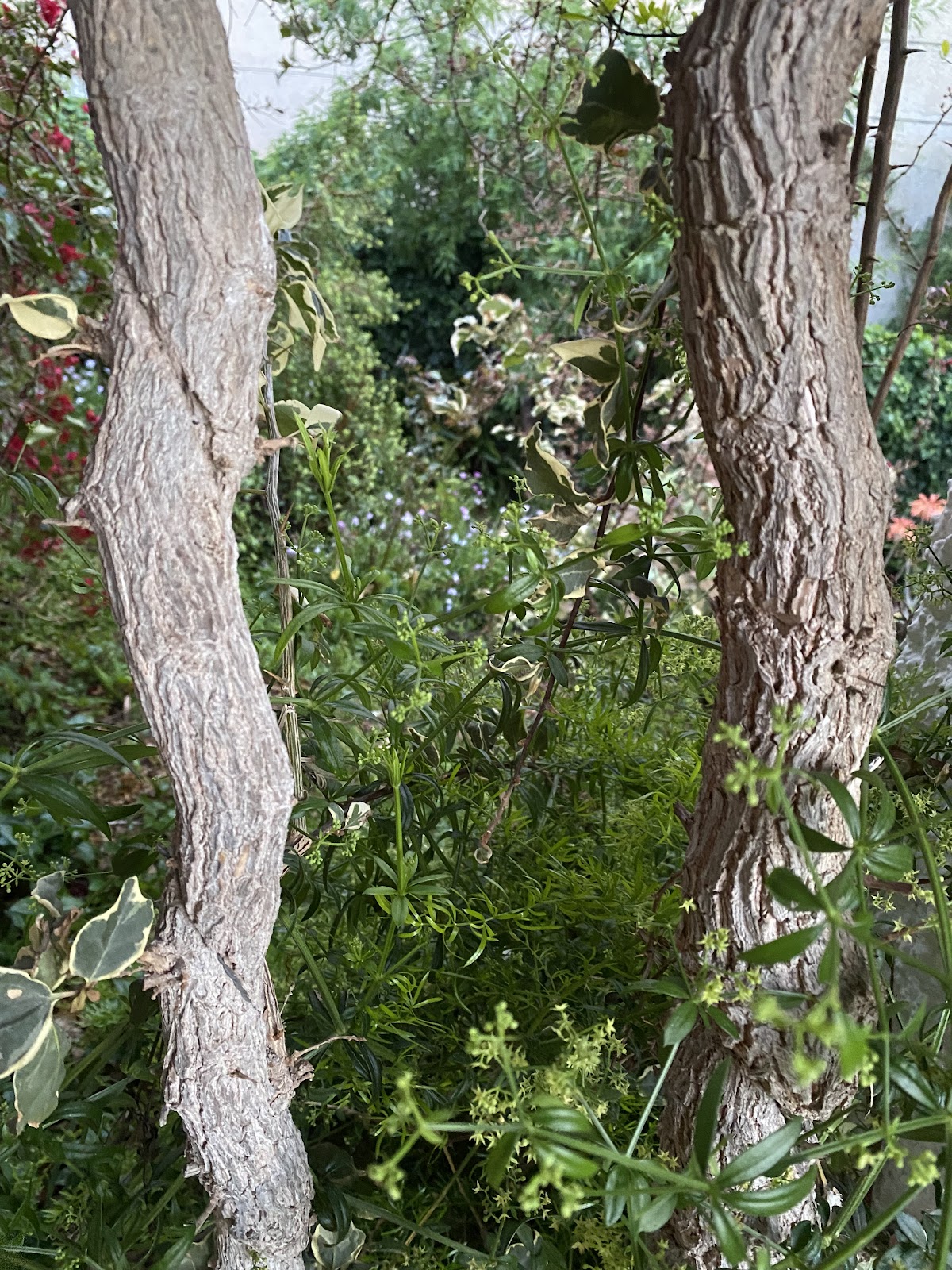 photo by Lydia Lowery Busler of two curved tree trunks framing lush, green vegetation in the middle. Red flowers are in the background to the left and pink flowers to the right.