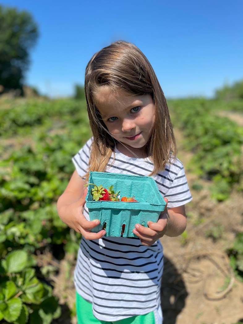 A girl holding fresh picked strawberries at Weston Orchard, Missouri 
