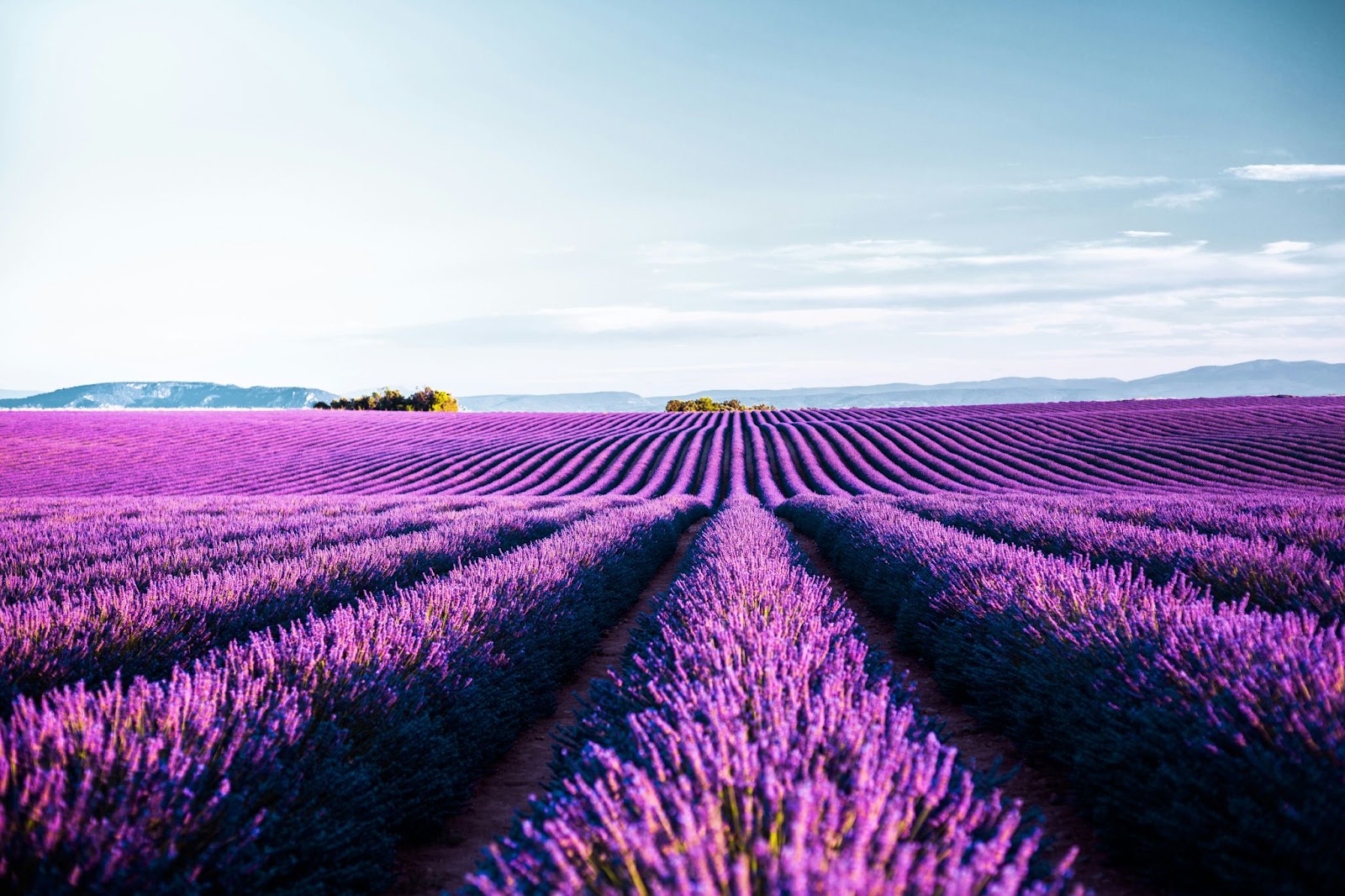 Valensole, Franța