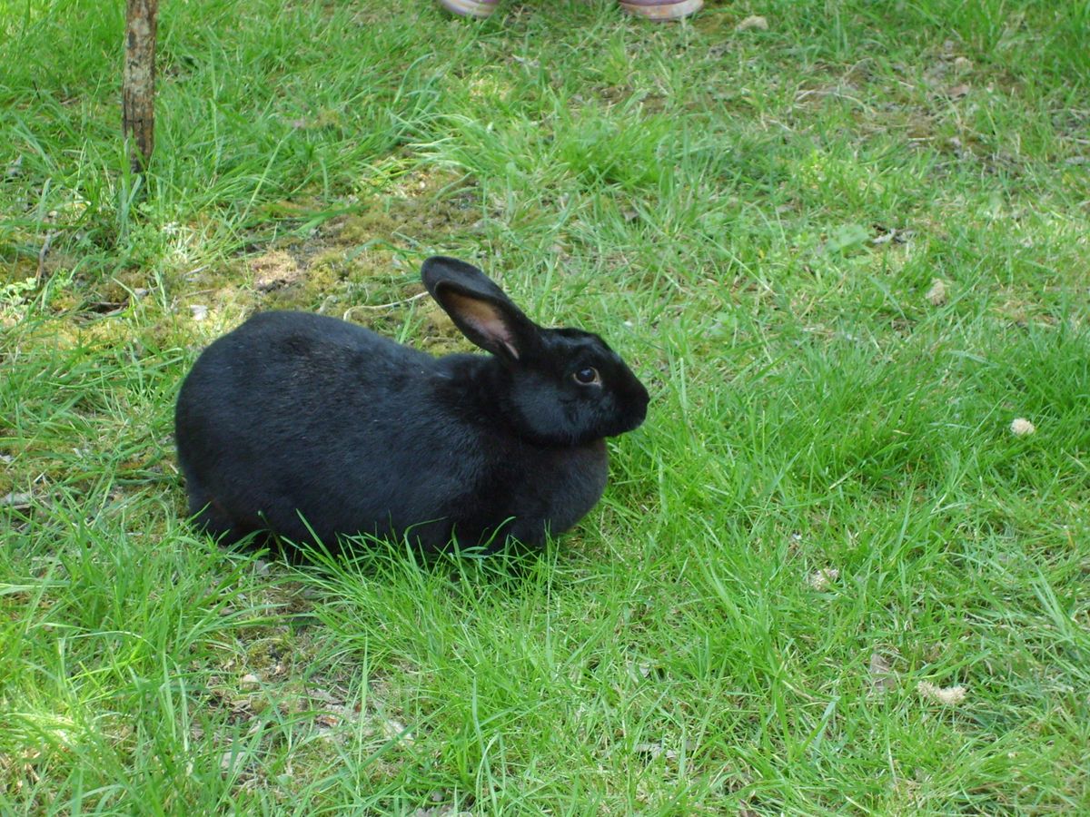 Interpreting Your Black Bunny Dream: A Step-by-Step Guide