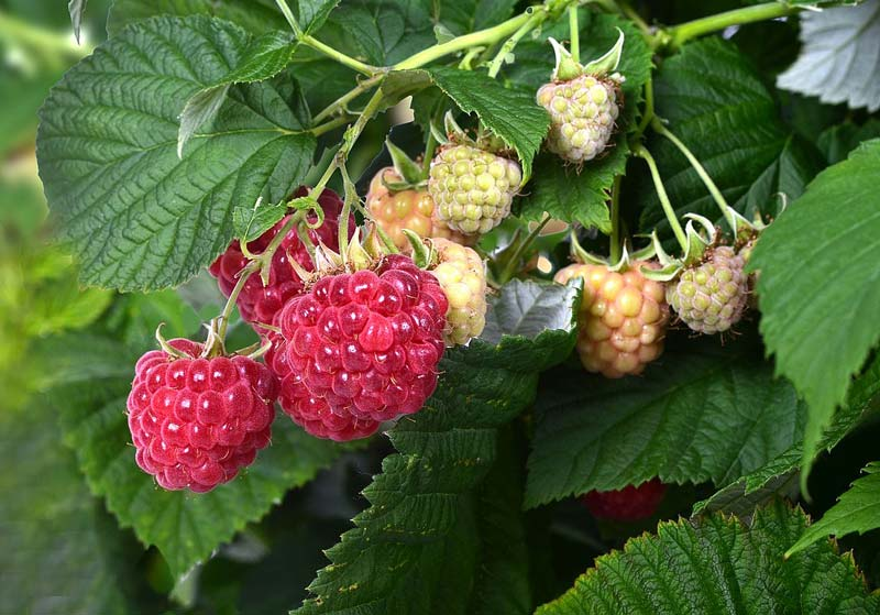 Raspberry Shortcake