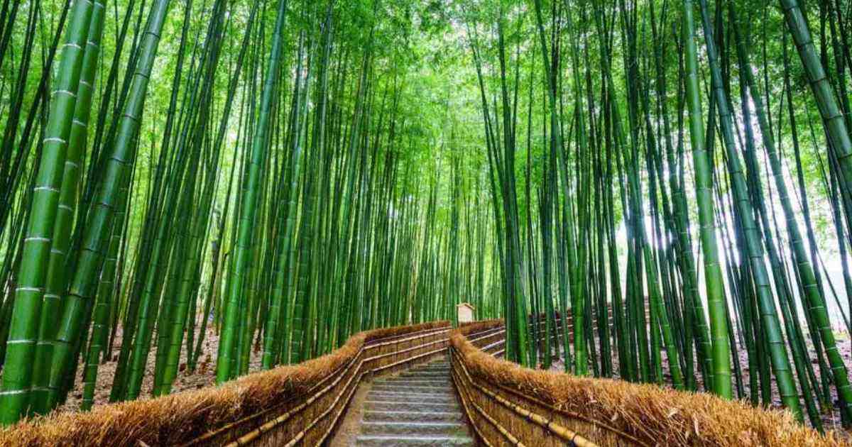 Day 9 BAMBOO FOREST, ARRIVE IN OSAKA, FOOD TOUR AND KARAOKE