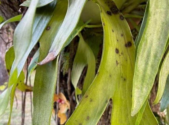 Yellow Fronds