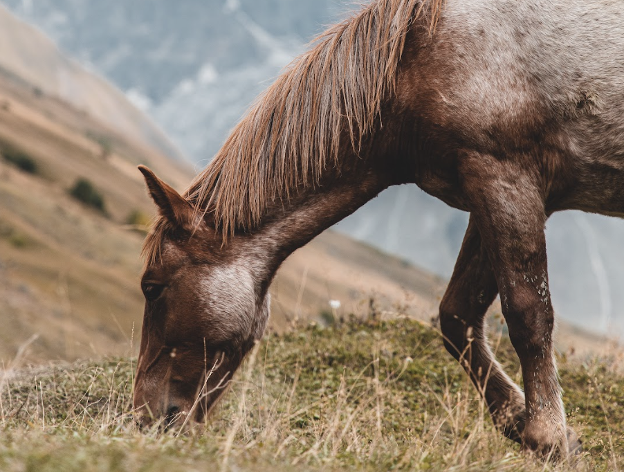Horse grazing in a field in the mountains
