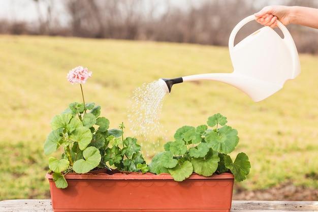 L'utilizzo del bicarbonato di sodio in giardino: Consigli e tecniche