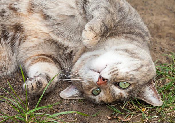Your cat might be in a playful mood
