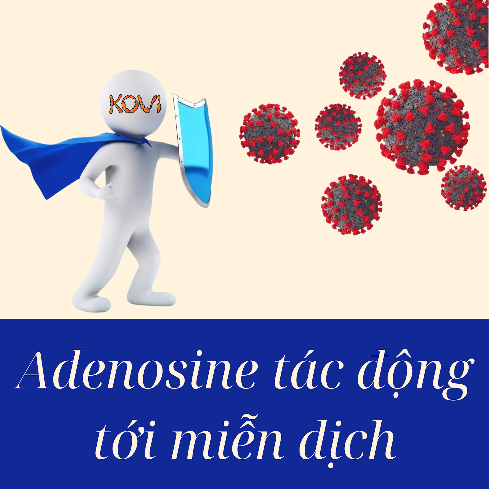 Adenosine Tác động tới miễn dịch