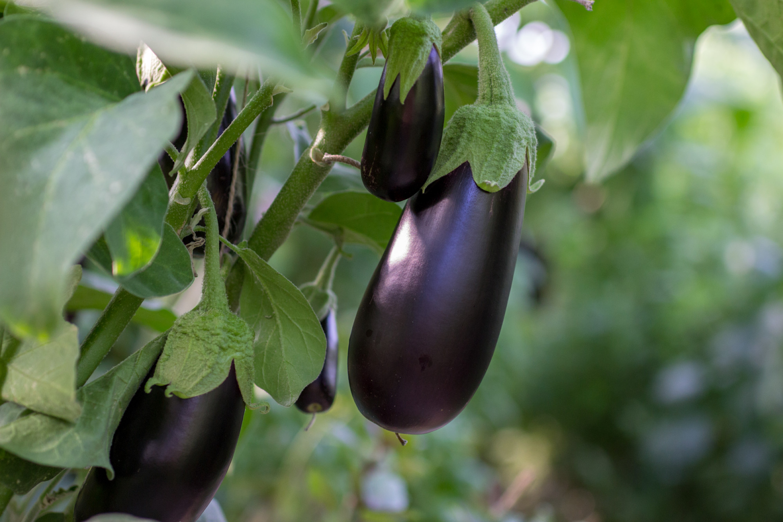 Idee per la preparazione delle melanzane