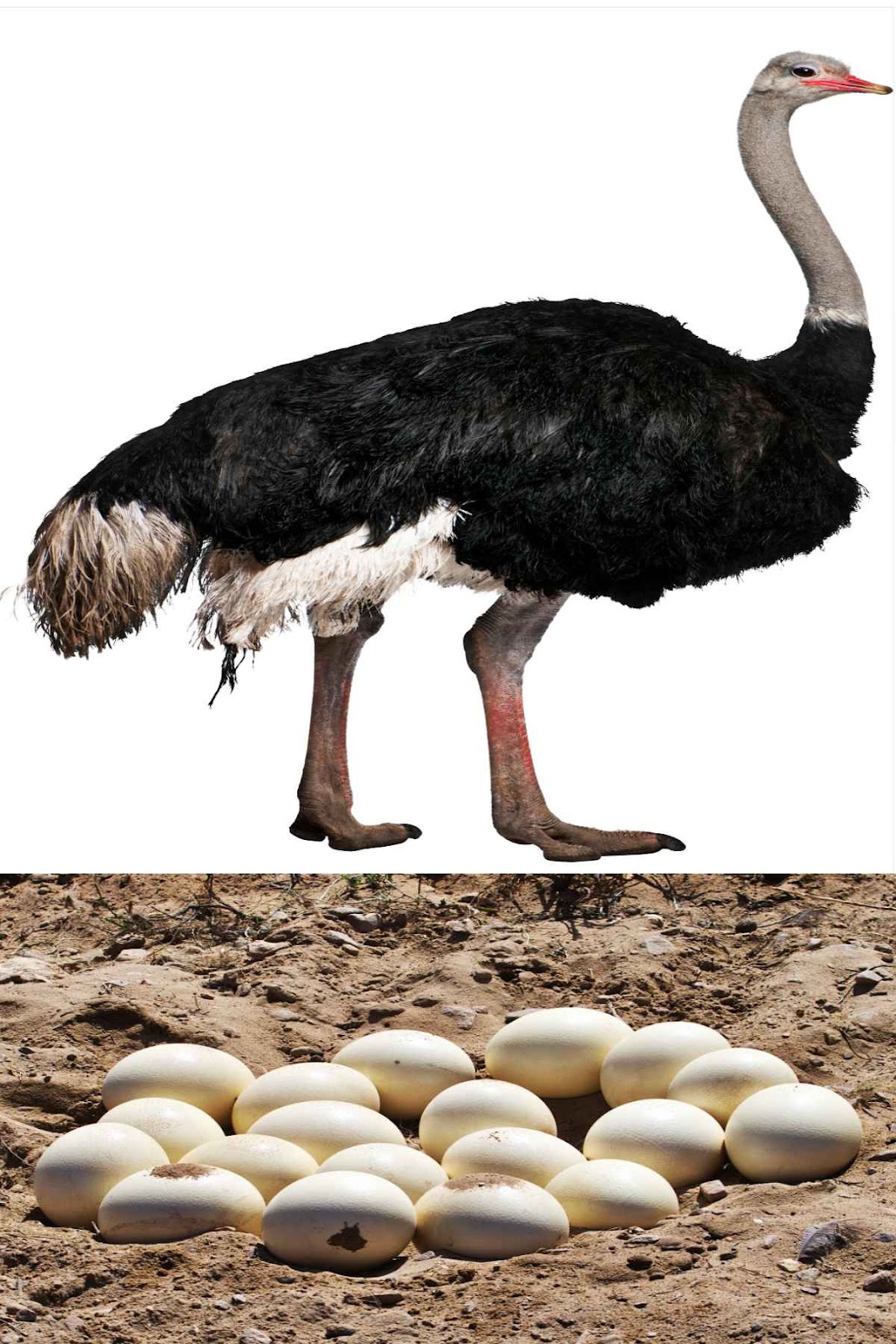 Ostrich Eggs.