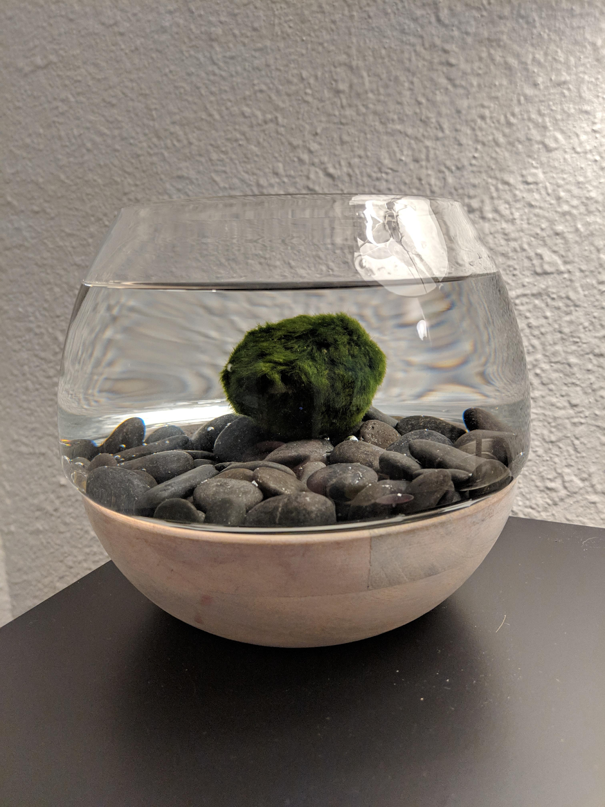 tảo cầu marimo