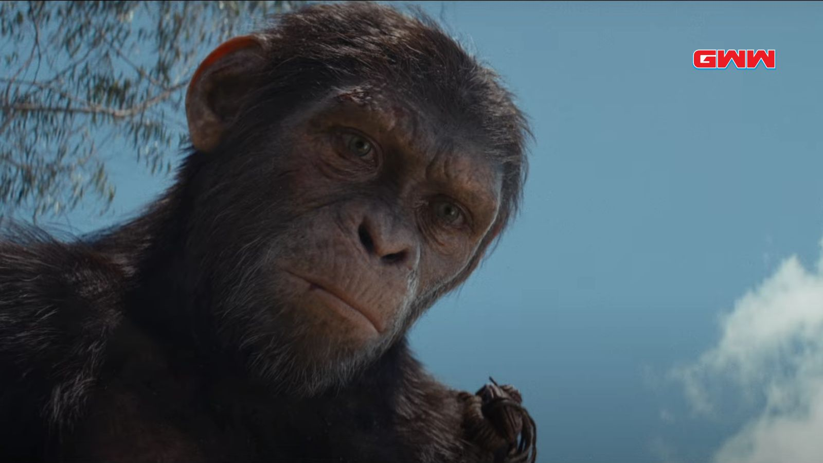 Close-up of Noa from Kingdom of the Planet of the Apes trailer