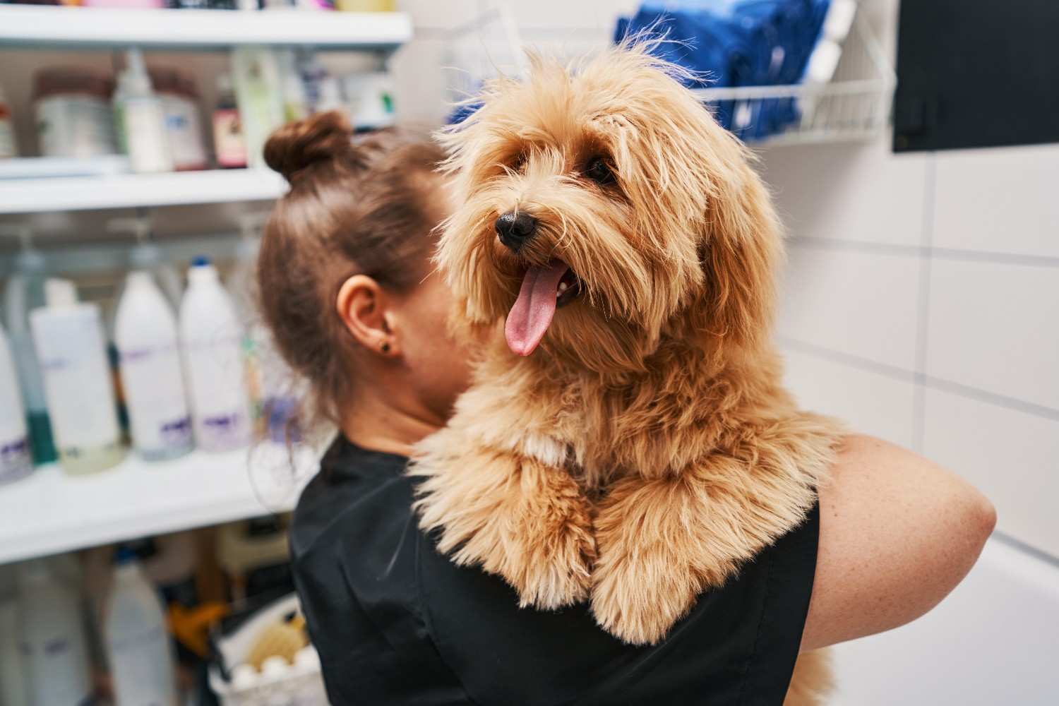 Essential pet outlet grooming