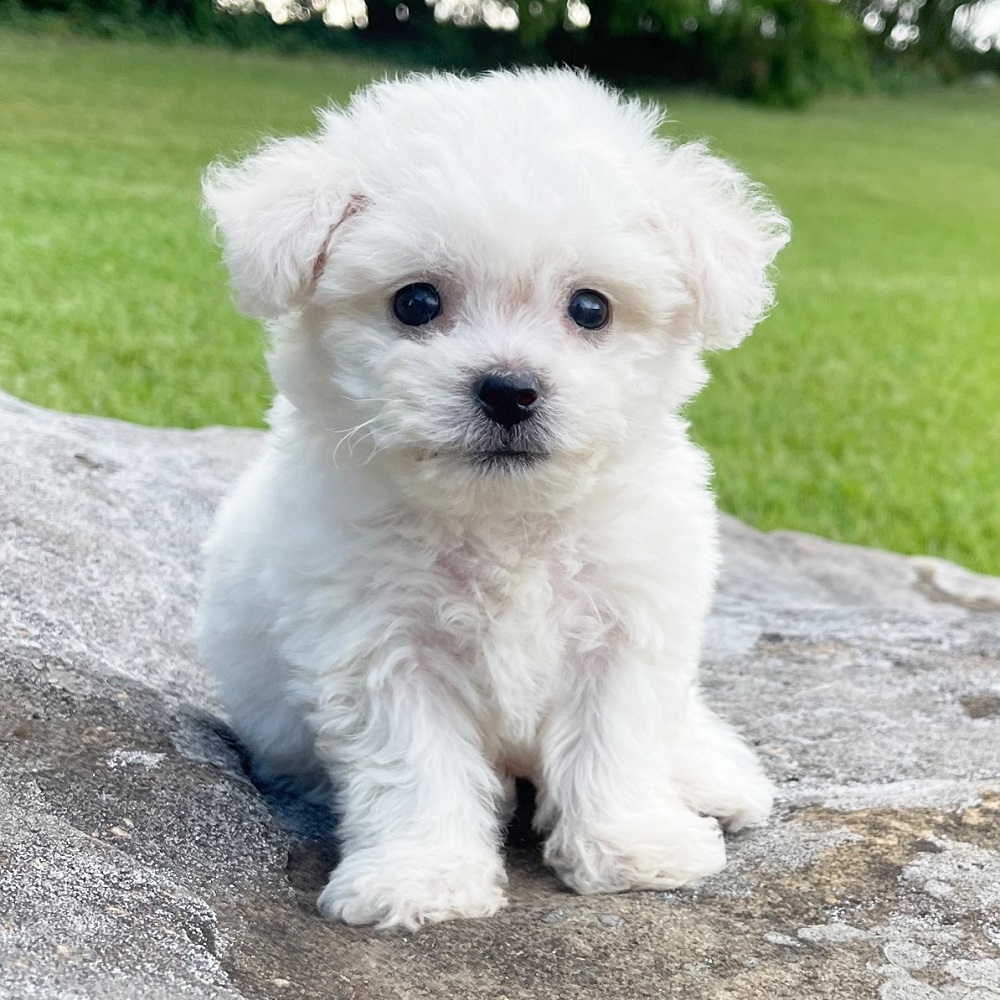 bichon frise puppy breed