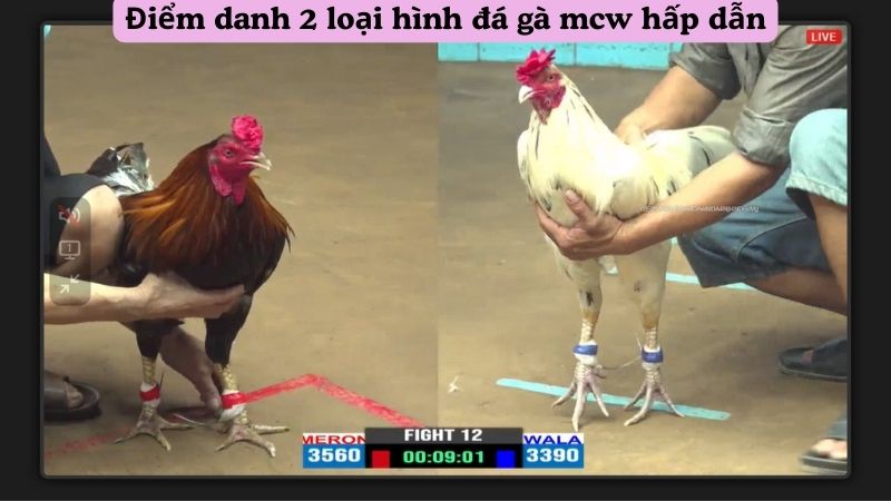 Điểm danh 2 loại hình đá gà mcw hấp dẫn