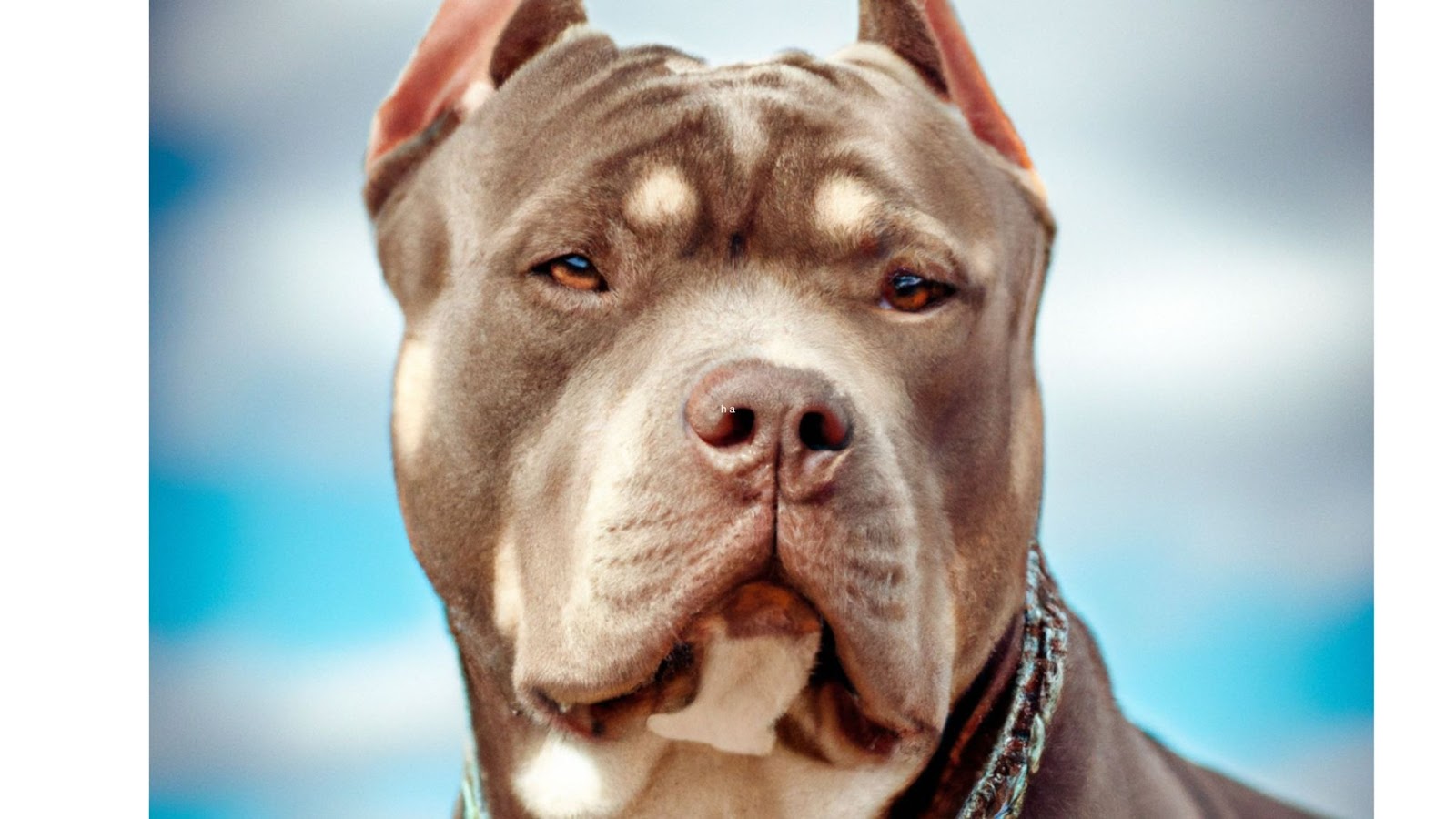 lilac or blue and tan XXL bully dog close up