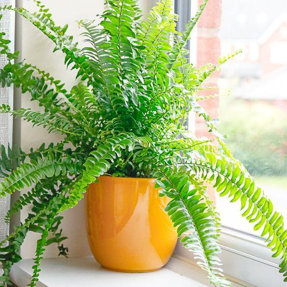 Overview of Boston Fern