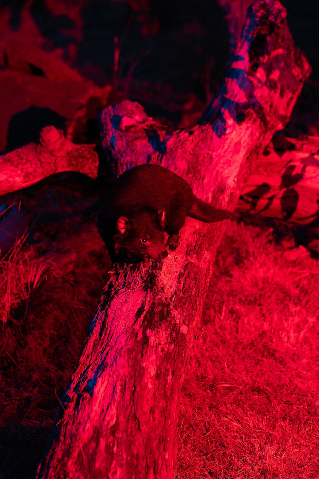 Nocturnal Precinct