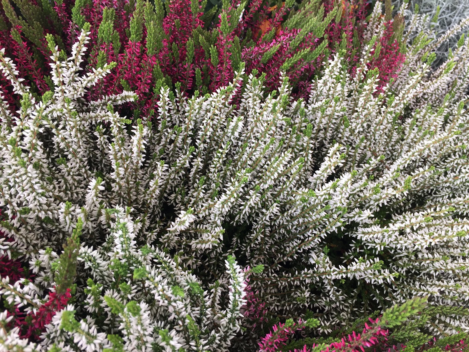 Calluna - Flickr