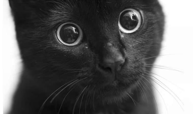 Black Spots On Cats Gums