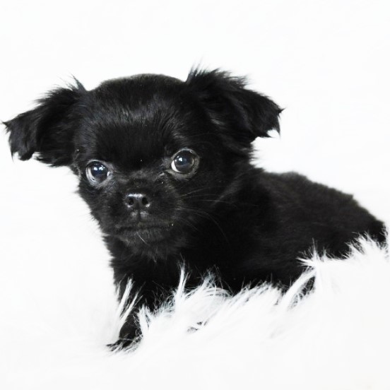 black chihuahua puppy