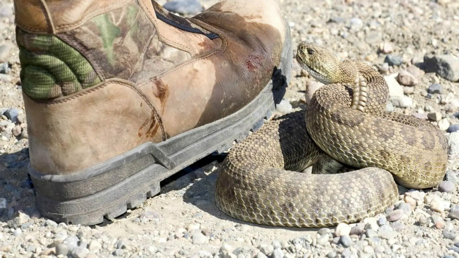 Stock photo, closeup of a boot about to step on a live rattlesnake outdoors.