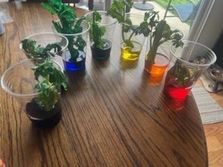 A group of cups with plants in them

Description automatically generated