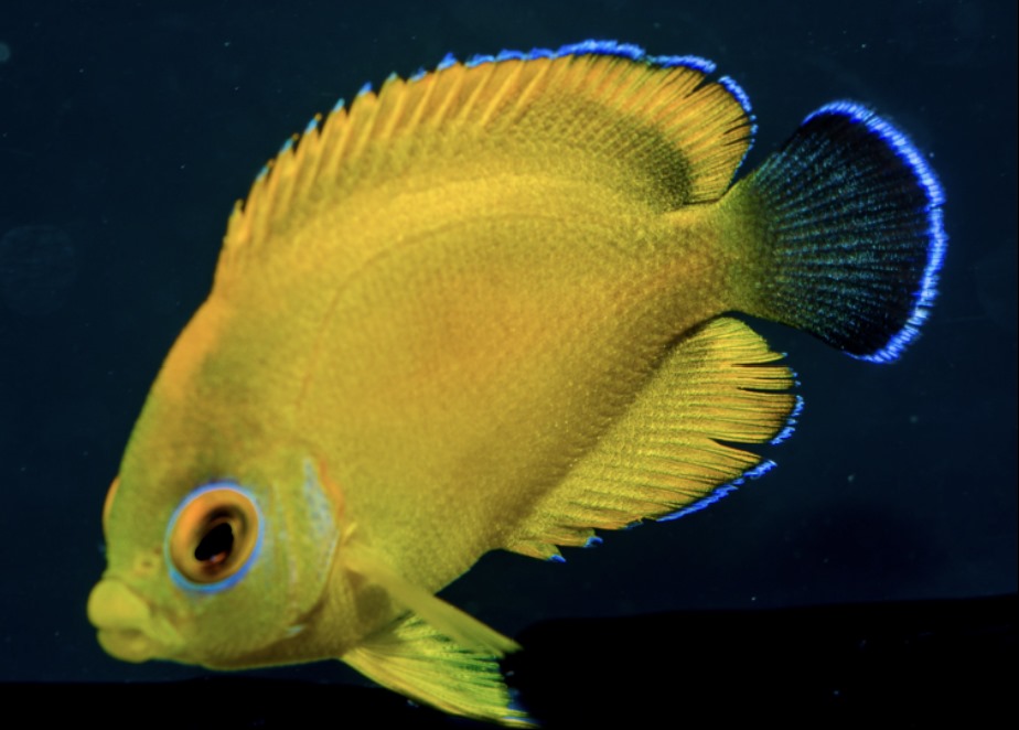 Saltwater Fish for Aquariums - Dwarf Angelfish