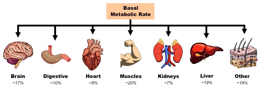 brain metabolism