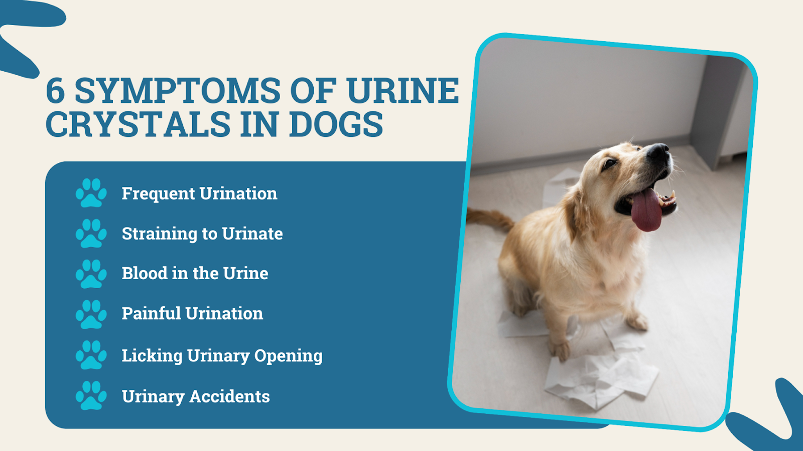6 symptoms of urine crystals in dogs