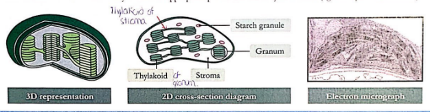 Diagrama

Descripción generada automáticamente