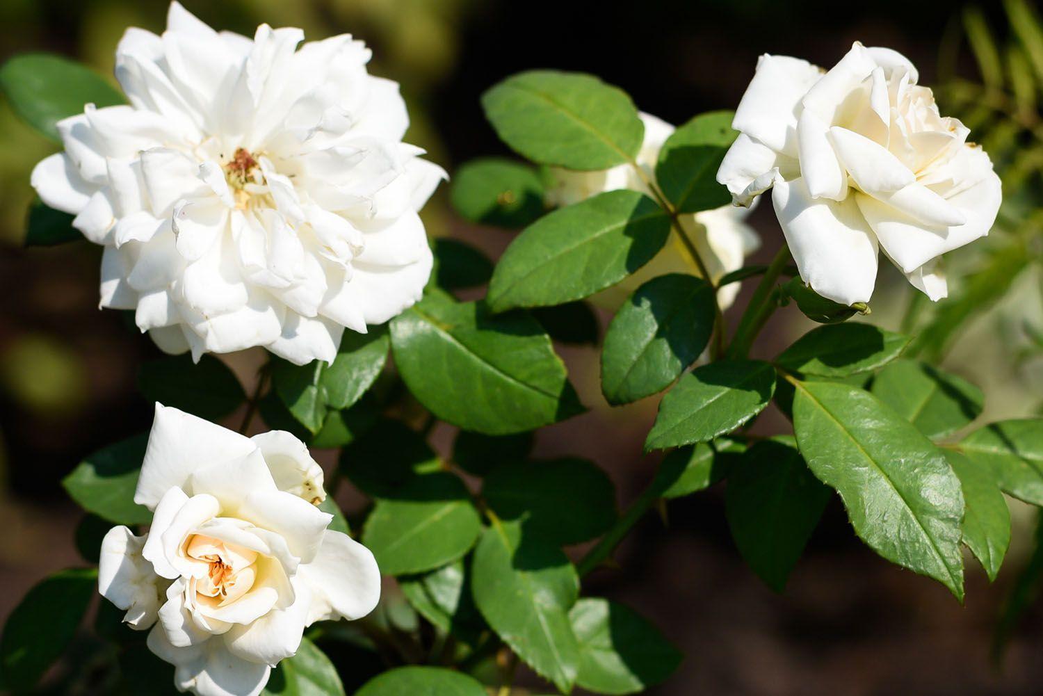 The 25 Best White Flowers for Your Garden