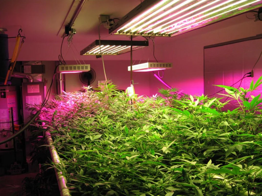 cannabis grow space