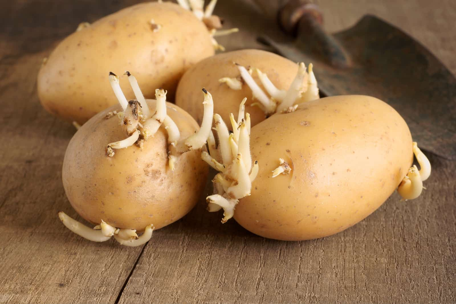 Potato Variety