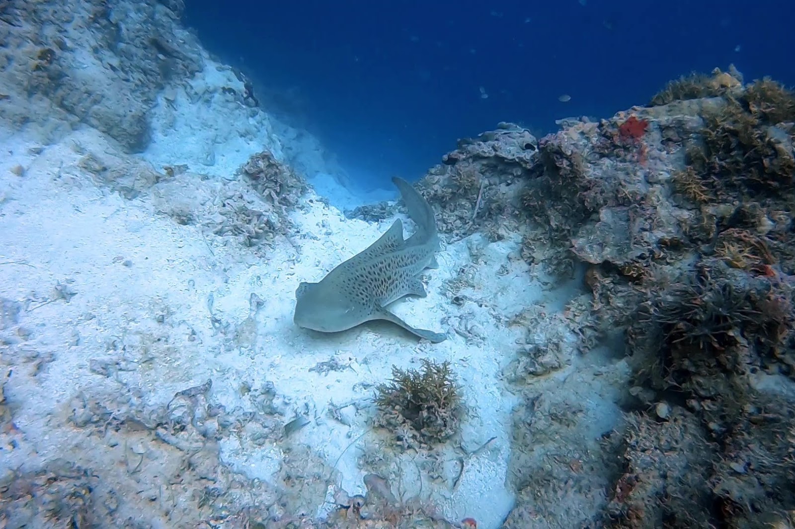 ▲帛琉鯊魚城是全球最早的鯊魚保護區，擁有豐富的海洋環境，包含了各種鯊魚物種如珊瑚礁鯊魚等。（照片來源：黑潮潛水訓練中心）