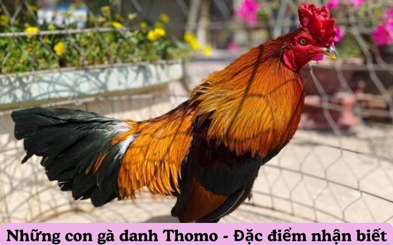 Những con gà danh Thomo - Đặc điểm nhận biết