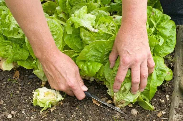 Leaf Lettuce Method