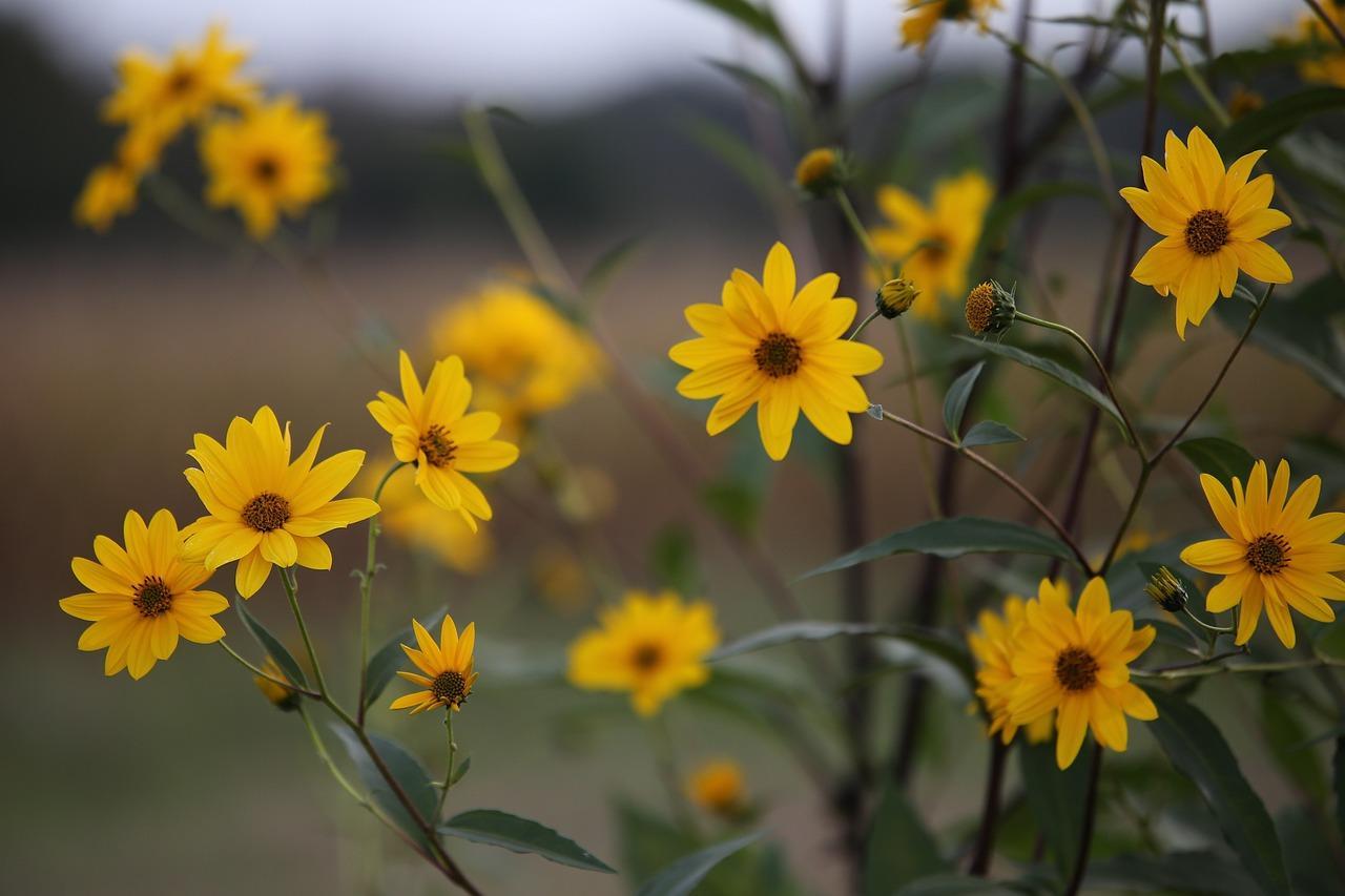Informazioni sull’arnica