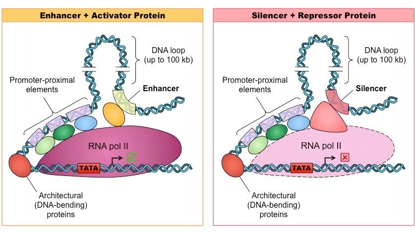 enhancer silencer