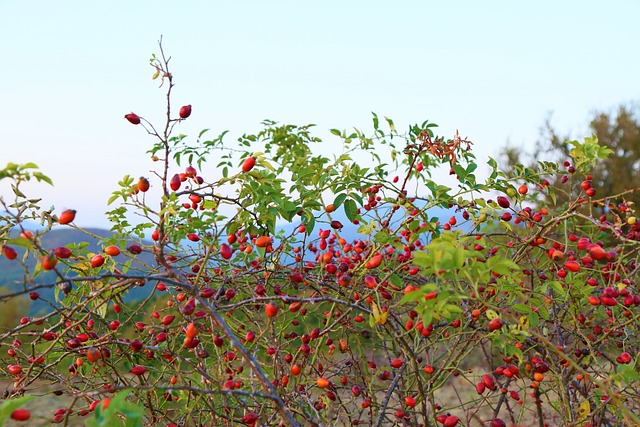 rosehip, nature, herb